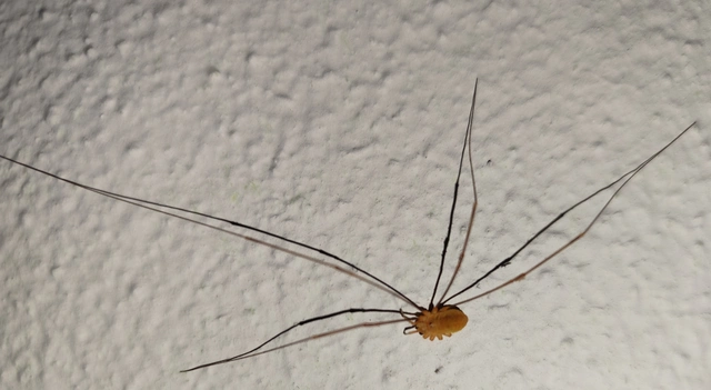 Opiliones - Kaszáspókok