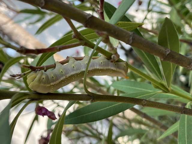 Daphnis nerii - oleanderszender
