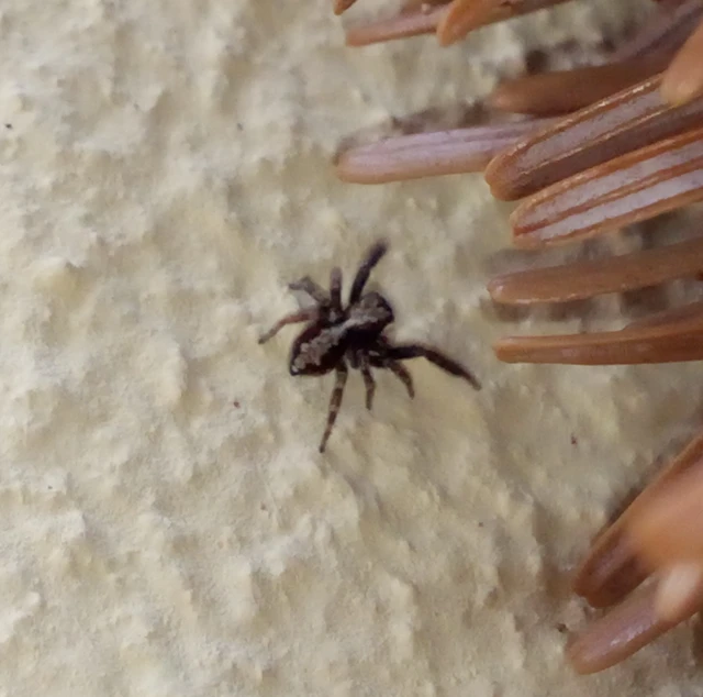 Pseudeuophrys lanigera - szobai ugrópók