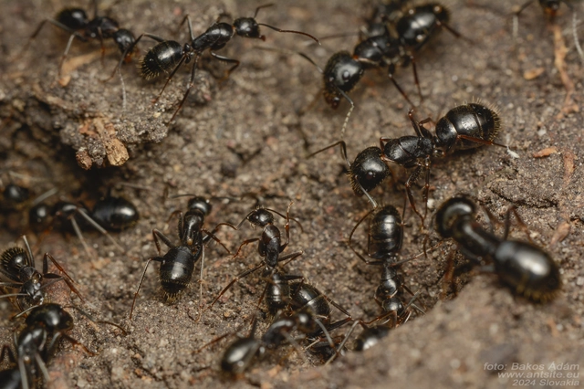 Camponotus aethiops - szőrös lóhangya