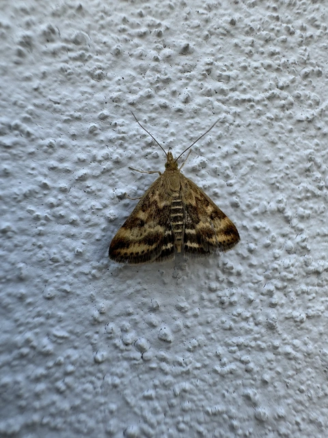 Pyrausta despicata - réti bíbormoly
