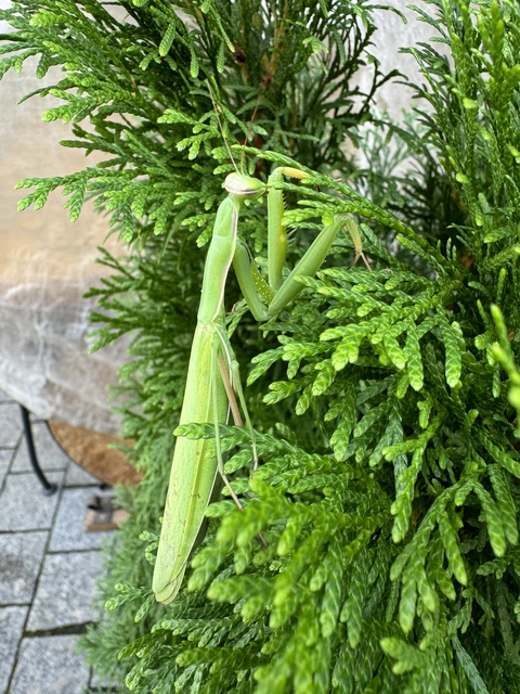 Mantis religiosa - imádkozósáska