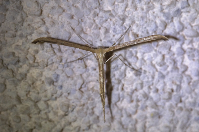 Pterophoridae - tollasmolyfélék