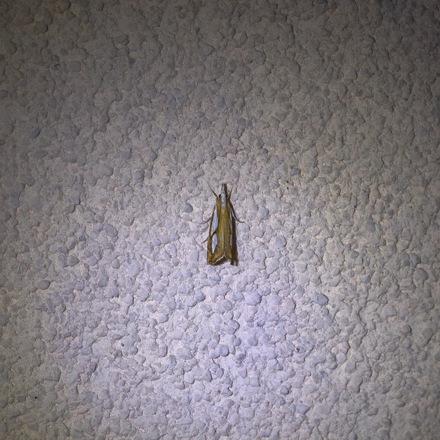 Catoptria