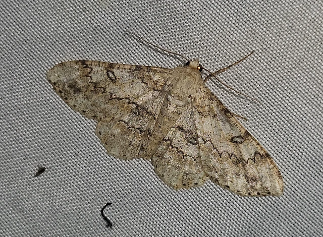 Ascotis selenaria - holdas faaraszoló