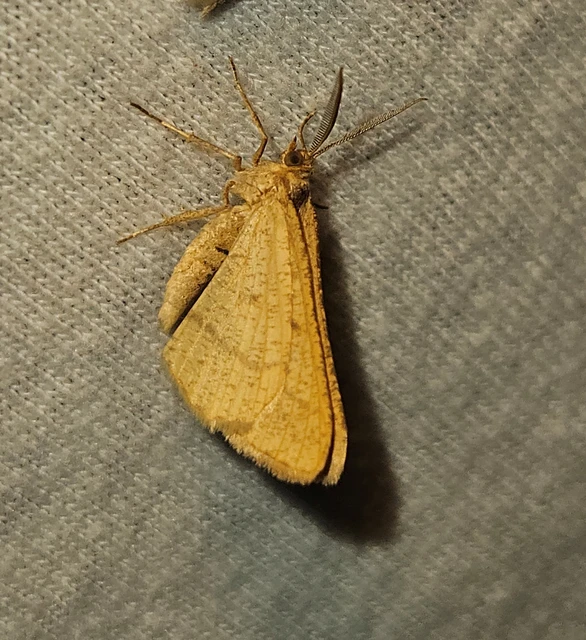 Tephrina arenacearia - lucerna-araszoló