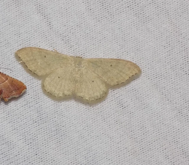 Idaea straminata - szalmasárga sávosaraszoló
