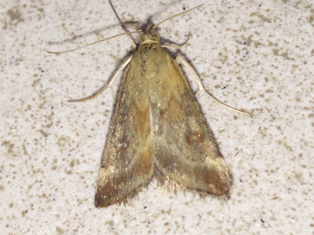 Pyrausta despicata - réti bíbormoly