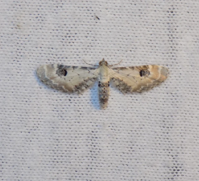 Eupithecia centaureata - búzavirág-törpearaszoló