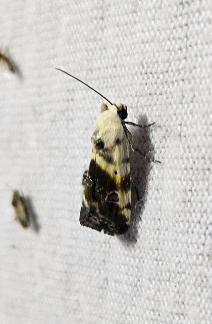 Ponometia candefacta - parlagfűbagoly