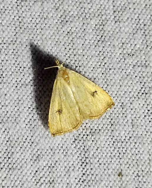 Rivula sericealis - selymes lórombagoly