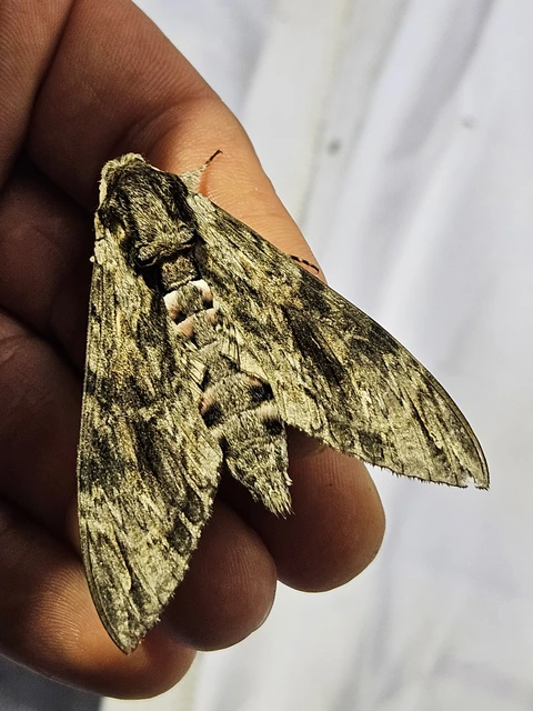 Agrius convolvuli - szulákszender