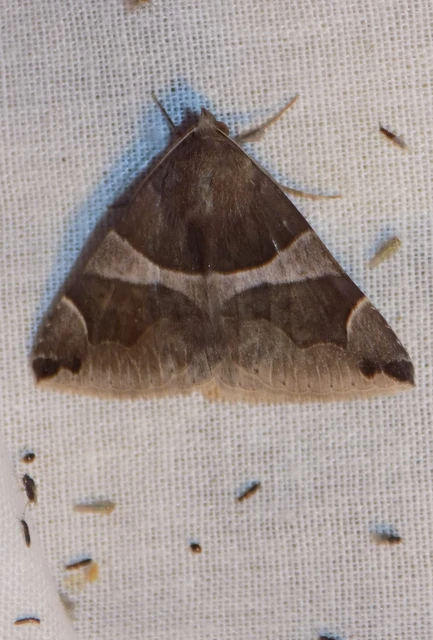 Dysgonia algira - déli porcelánbagoly