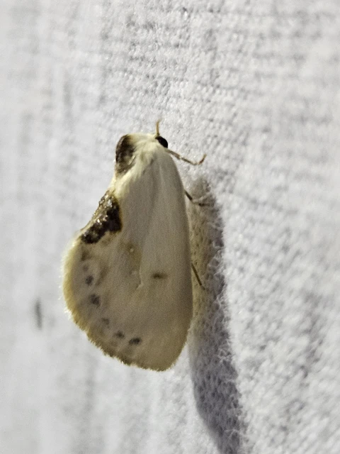 Cilix glaucata - törpe sarlósszövő