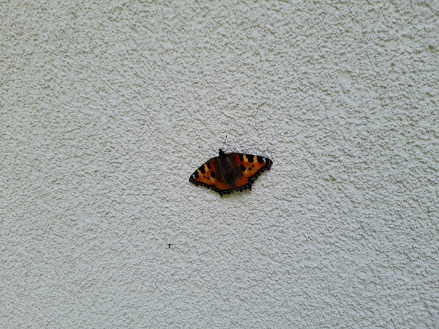 Nymphalis urticae - kis rókalepke Nymphalis urticae - kis rókalepke