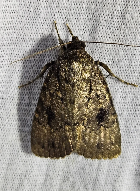Amphipyra pyramidea - fahéjszínű bagoly