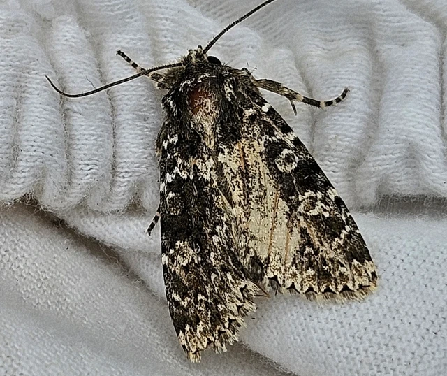 Polymixis polymita - kankalin-tarkabagoly