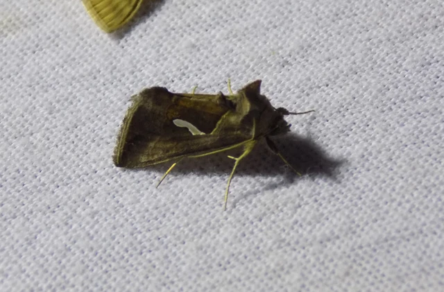 Macdunnoughia confusa - cseppfoltos ezüstbagoly