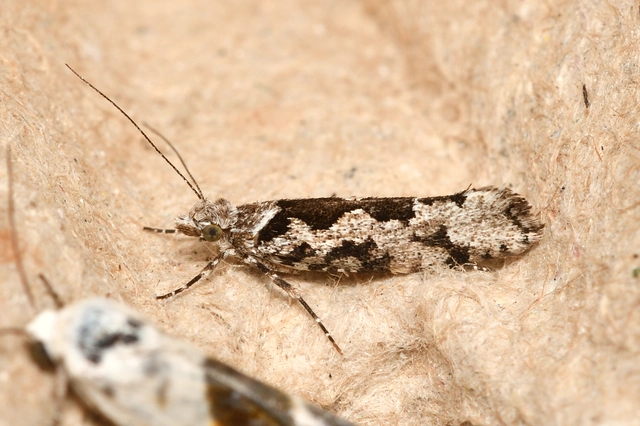Ypsolopha sequella - ligeti tarkamoly