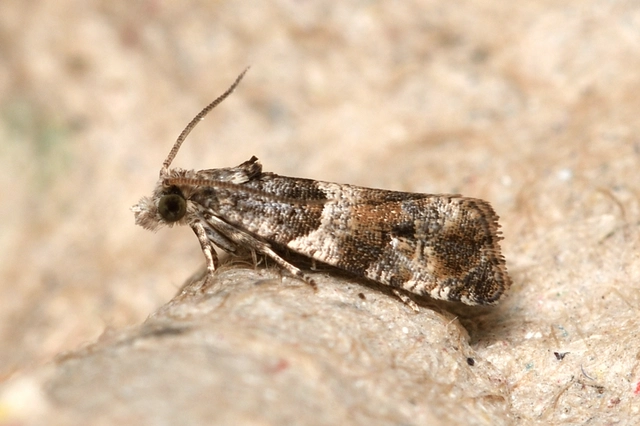 Lobesia abscisana - bogáncsfúró tükrösmoly