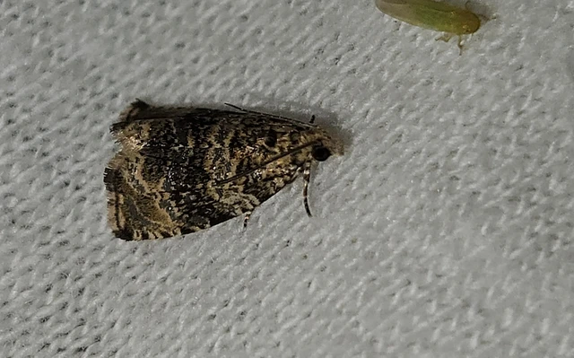 Celypha lacunana - vízparti tükrösmoly
