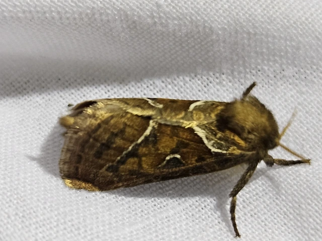 Triodia sylvina - kis gyökérrágólepke