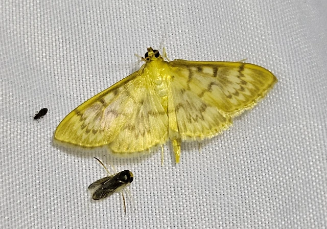 Patania ruralis - csalánevő tűzmoly