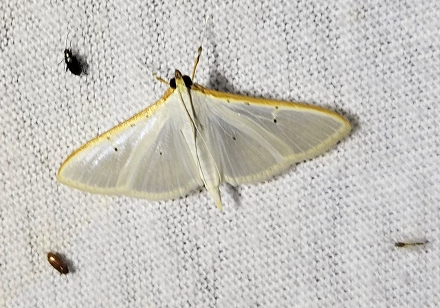 Palpita vitrealis - hófehér tűzmoly