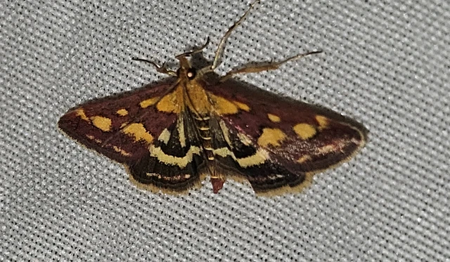 Pyrausta purpuralis - közönséges bíbormoly