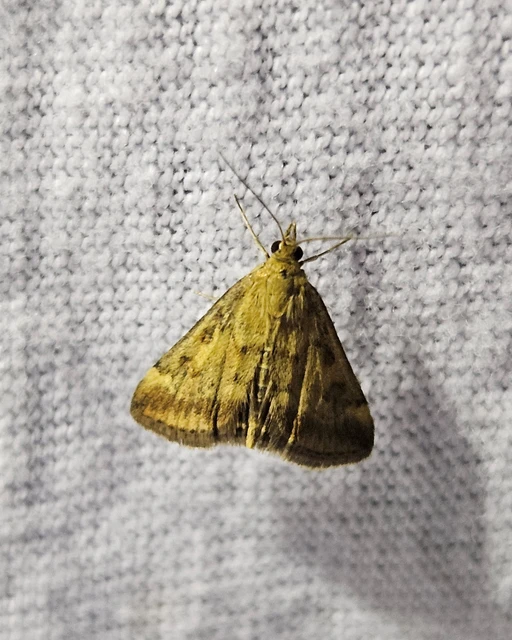 Pyrausta despicata - réti bíbormoly