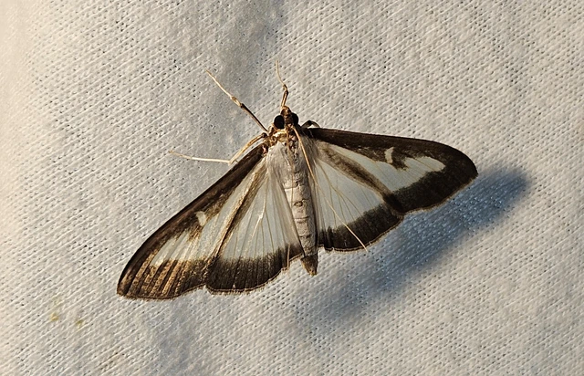 Cydalima perspectalis - puszpáng-tűzmoly