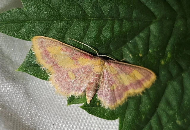 Idaea muricata - mocsári pirosaraszoló