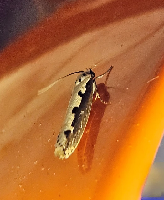 Ethmia bipunctella - kétpettyes feketemoly