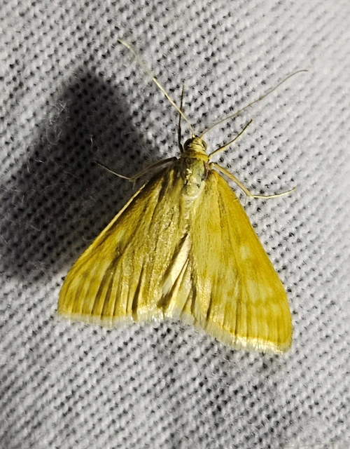 Sitochroa verticalis - világossárga dudvamoly