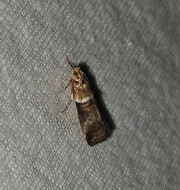 Acrobasis tumidana - bordás karcsúmoly