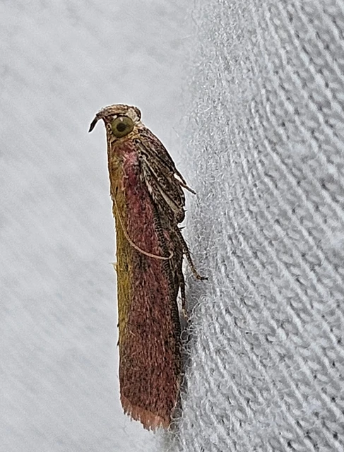 Oncocera semirubella - lucernamoly