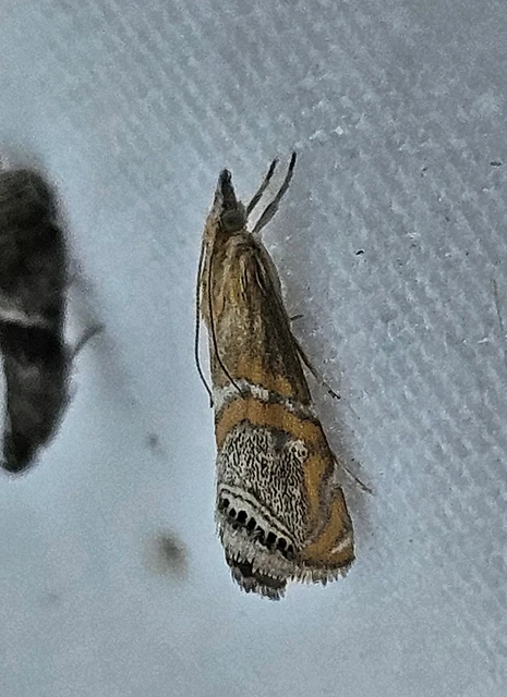 Euchromius bella - cifra mozaikmoly