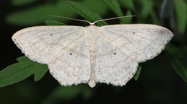 Scopula nigropunctata - feketepettyes araszoló