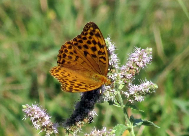 Argynnis paphia - nagy gyöngyházlepke
