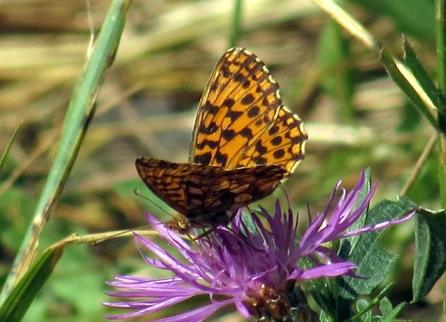 Boloria dia - kis gyöngyházlepke