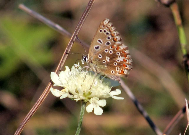 Polyommatus coridon - ezüstkék boglárka