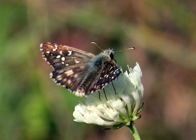 Pyrgus armoricanus - feles busalepke