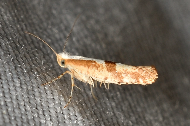Argyresthia pruniella - meggyvirág-aranymoly