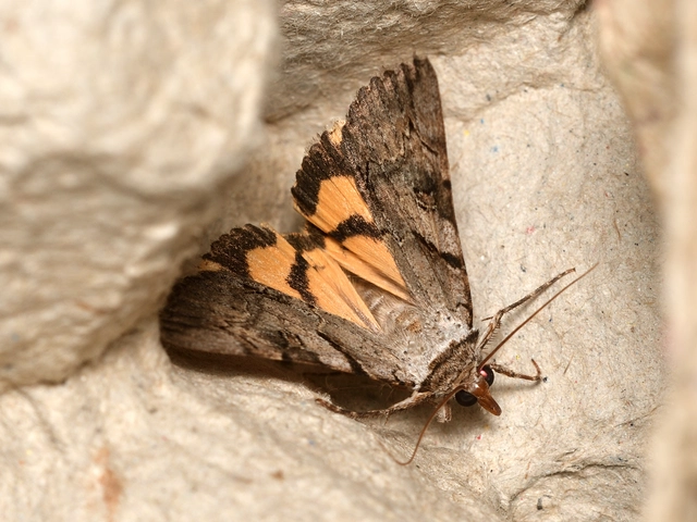 Catocala hymenaea - kökény-övesbagoly