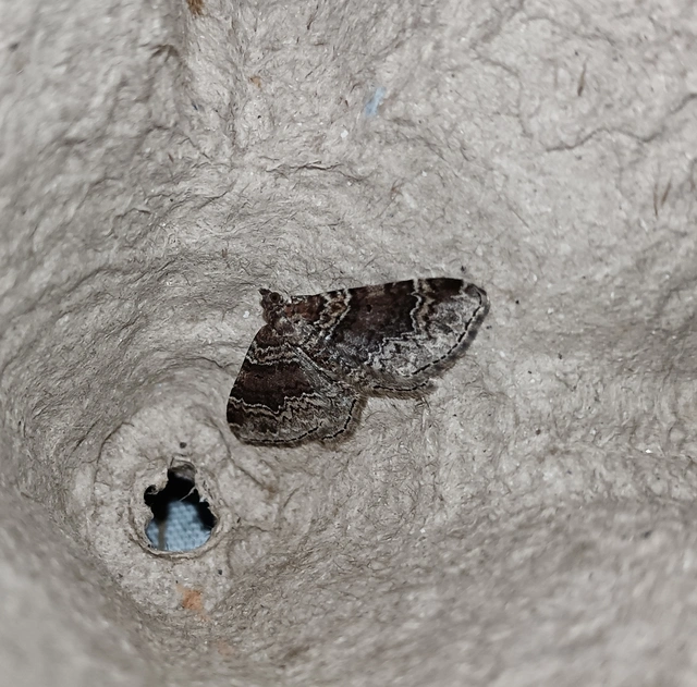 Xanthorhoe ferrugata - kerti tarkaaraszoló Xanthorhoe ferrugata - kerti tarkaaraszoló