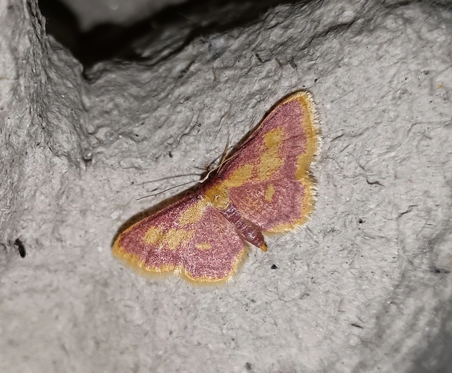 Idaea muricata - mocsári pirosaraszoló