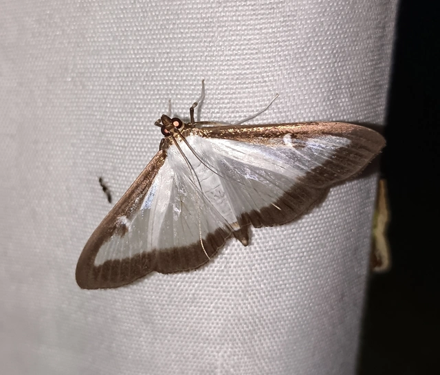Cydalima perspectalis - puszpáng-tűzmoly