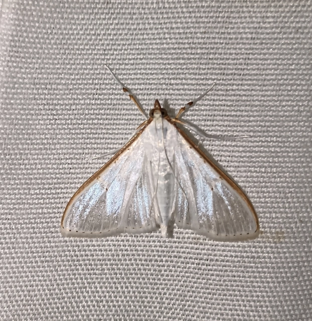 Palpita vitrealis - hófehér tűzmoly