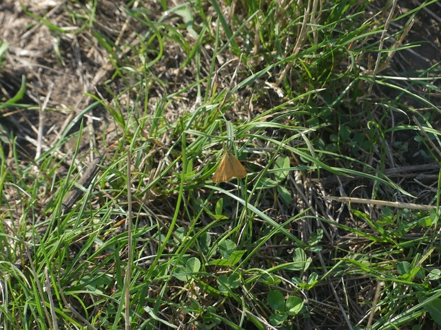 Lythria purpuraria - bíborsávos araszoló