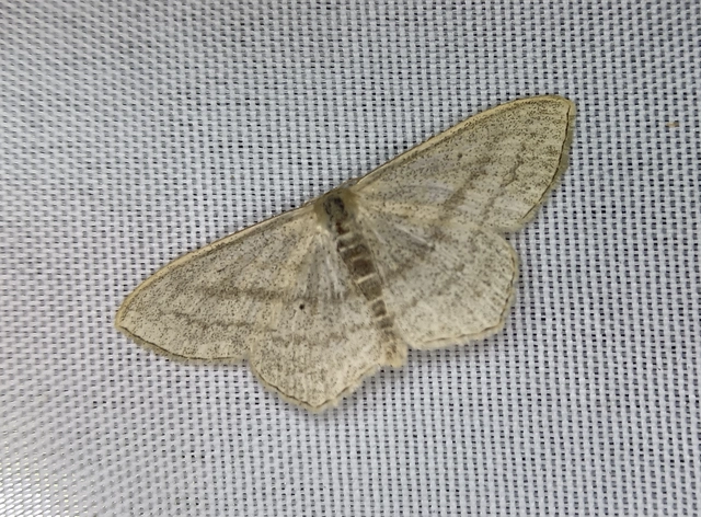 Scopula nigropunctata - feketepettyes araszoló